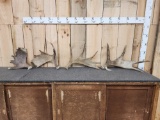 Group Of 4 Moose Shed Antlers