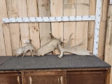 22.2 Lbs Of Moose Antlers