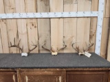 3 Sets Of Whitetail Antlers On Skull Plate