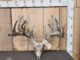 300 Class Whitetail Antlers On Skull