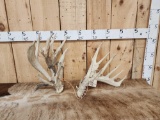 Big Main Frame 6x4 Whitetail Shed Antlers