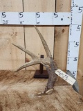 Big Main Frame 4 Point Whitetail Shed Antler