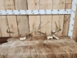 2 Sets Of Wild Illinois Whitetail Antlers On Skull Plate