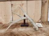 4 Point Whitetail Shed Antler