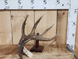 Canadian 5 Point Whitetail Shed Antler
