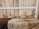 3 Sets Of Wild Illinois Whitetail Antlers On Skull Plate