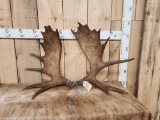 Set Of 14.2 Lbs Moose Shed Antlers