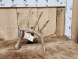Main Frame 6 Point Whitetail Shed Antler