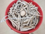 115 Lbs Of Elk Antler Tines & Pieces