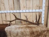 PRETTY 6 Point Elk Shed Antler