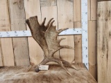 11.8 Lbs Self Standing Moose Shed Antler