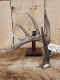 6 Point Canadian Whitetail Shed Antler