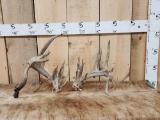 Set Of Double Droptine Whitetail Shed Antlers