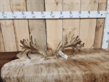 Set Gnarly 200 class Whitetail Shed Antlers