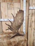 10.4 Lbs Self Standing Moose Shed Antler