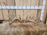 Big Heavy Mass 6x6 Whitetail Shed Antlers