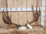 Big Nontypical Mule Deer Antlers On Skull Plate