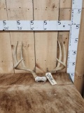 4x4 Whitetail Antlers On Skull Plate