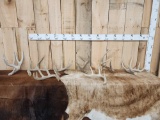 Group Of 8 Wild Iowa Whitetail Shed Antlers