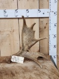 4 Lbs Self Standing Moose Shed Antler