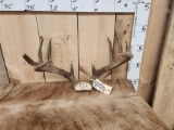 5x5 Whitetail Antlers On Skull Plate