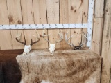 3 Sets Of Whitetail Antlers On Skulls & Skull Plate