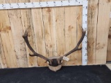 Red Stag Antlers On Plaque