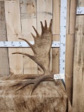 12.4 Self Standing Moose Shed Antler