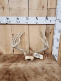 6x5 Whitetail Antlers On Skull Plate