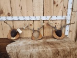 3 Sets Of Whitetail Antlers On Plaques