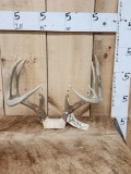 4x5 Whitetail Antlers On Skull Plate