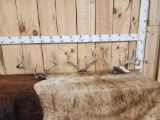 3 Sets Of Whitetail Antlers On Skull Plate