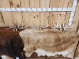 3 Sets Of Whitetail Shed Antlers