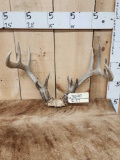 5x5 Whitetail Antlers On Skull Plate