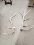 Set Of Nontypical Elk Shed Antlers