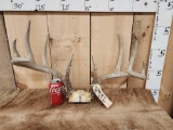 5x5 Whitetail Antlers On Skull Plate