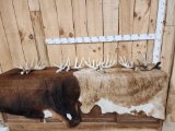 4 Sets Of Whitetail Shed Antlers