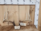 5x5 Whitetail Antlers On Skull Plate