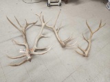 28.4 Lbs Of Elk Antler