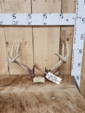 5x5 Whitetail Antlers On Skull Plate