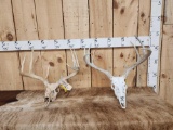2 Sets Of Whitetail Antlers On Skulls