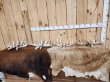 4 Sets Of Whitetail Shed Antlers