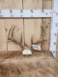 Nice 4x4 Whitetail Antlers On Skull Plate