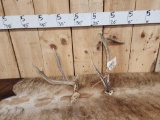 Set Of Freak Whitetail Antlers