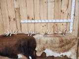 4 Sets Of Whitetail Shed Antlers