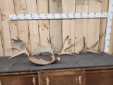 12.8 Lbs Of Moose Antler