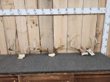 3 Sets Of Whitetail Antlers On Skull Plate
