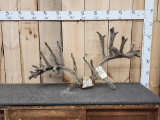 High 200 Class Whitetail Antlers On Skull Plate