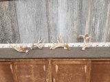 Group Of 4 Whitetail Shed Antlers