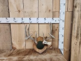 4x5 Whitetail Antlers On Plaque